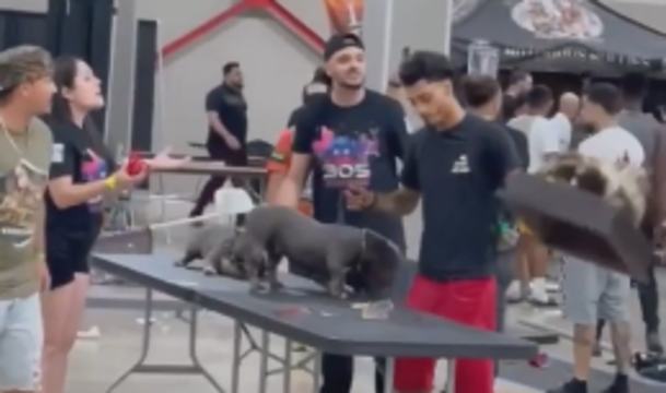 Huge Brawl Breaks Out A Dog Show In Miami